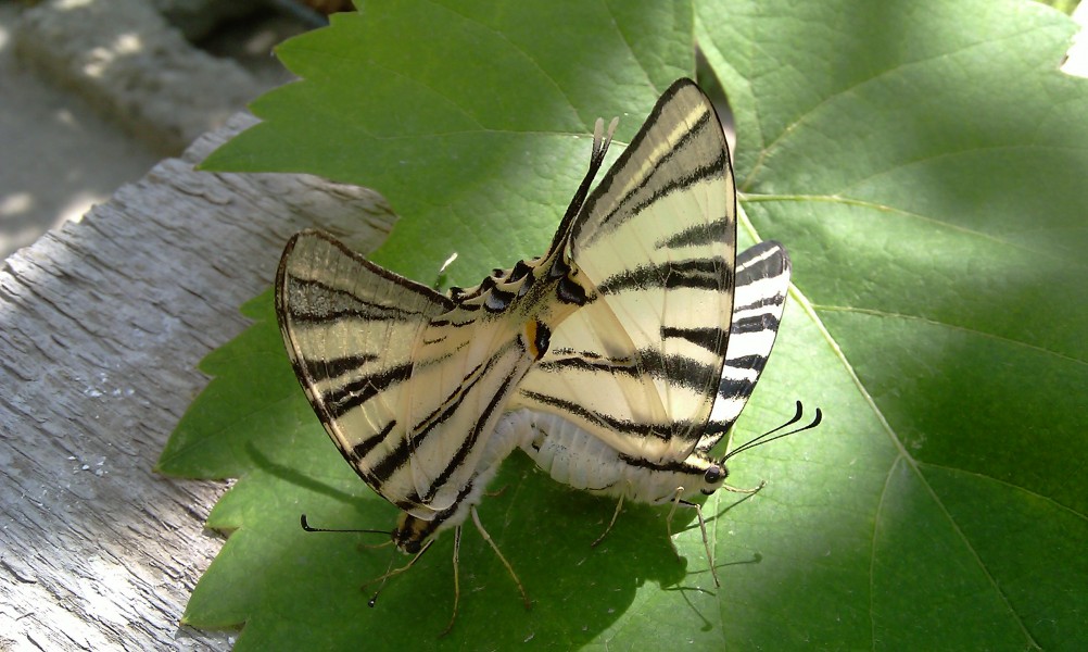 Papilio.podalirius.coupling