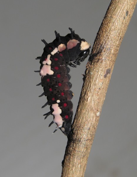 Papilio clytia – Common Mime pupating 01