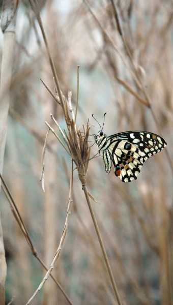 Papilio demoleus butterfly