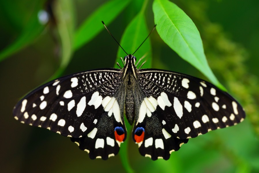 Papilio demoleus demoleus back 20130901