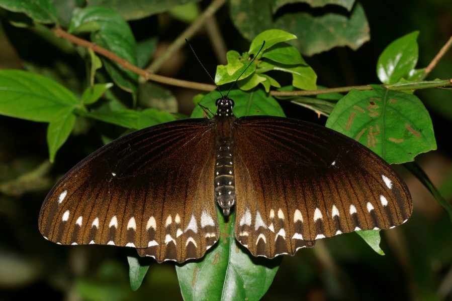 Papilio dravidarum-Kadavoor-2016-07-30-001