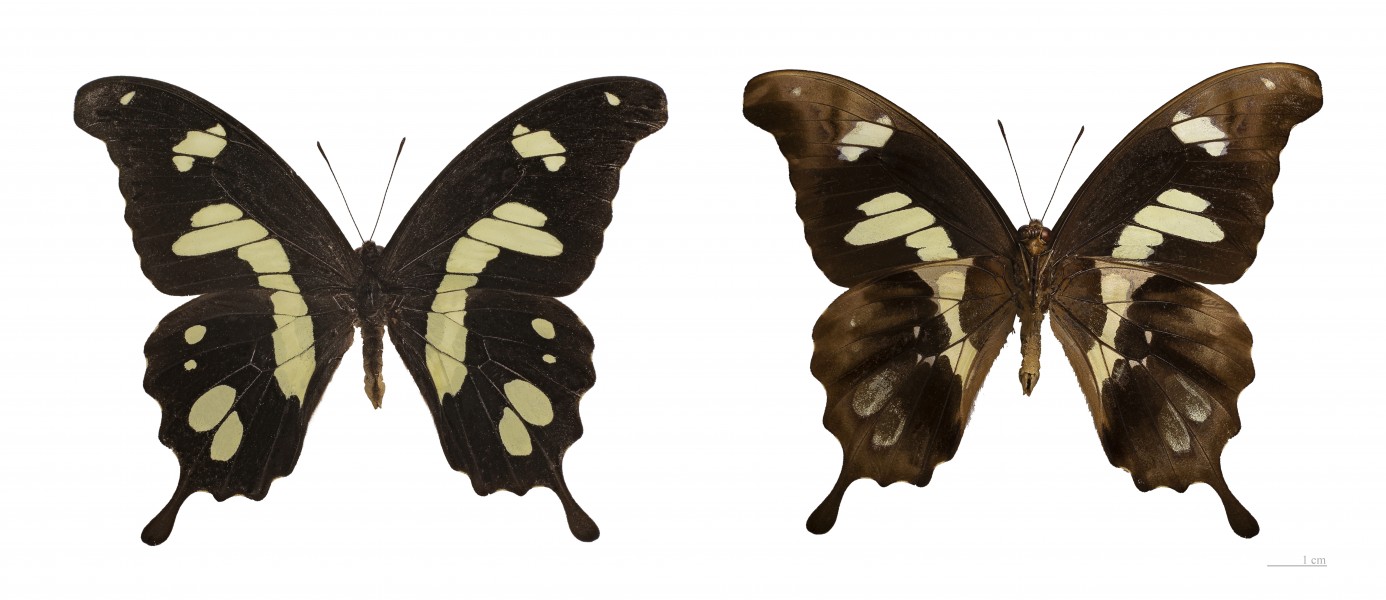 Papilio hesperus hesperus MHNT