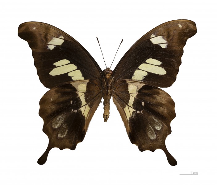 Papilio hesperus hesperus MHNT ventre