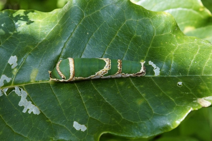 Papilio liomedon (caterpillar) 2319
