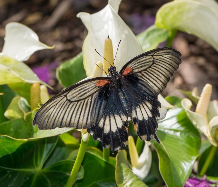 Papilio lowi 2014
