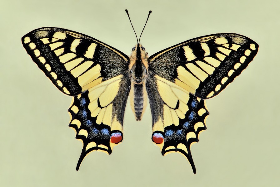 Papilio machaon 01 04102009
