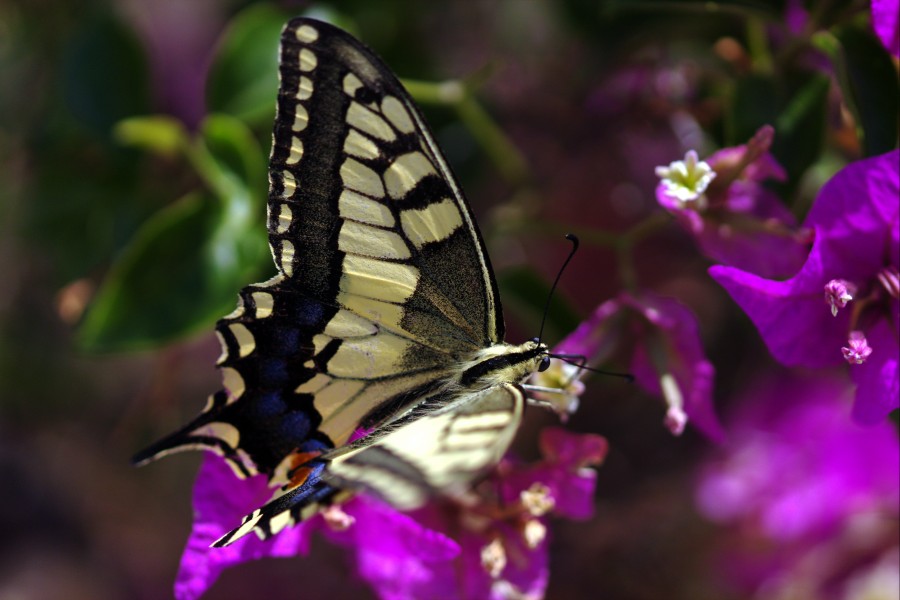 Papilio machaon (KPFC) (10)