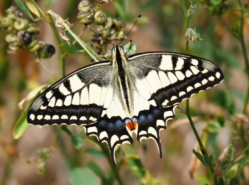Papilio machaon, Livorno