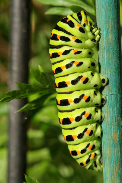 Papilio Machaon caterpillar
