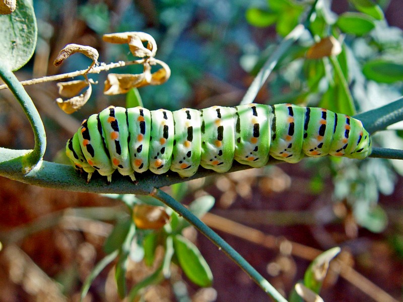 Papilio machaon caterpillar on Ruta