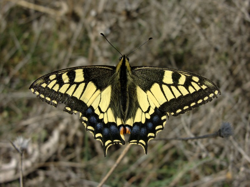 Papilio machaon M 1