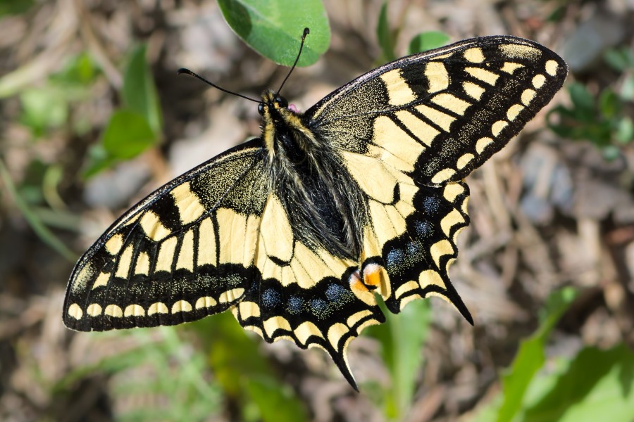 Papilio machaon Mitterbach 02