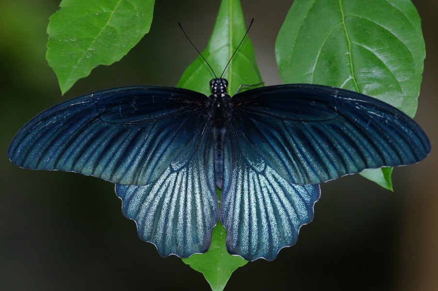 Papilio memnon heronus male back 20120929