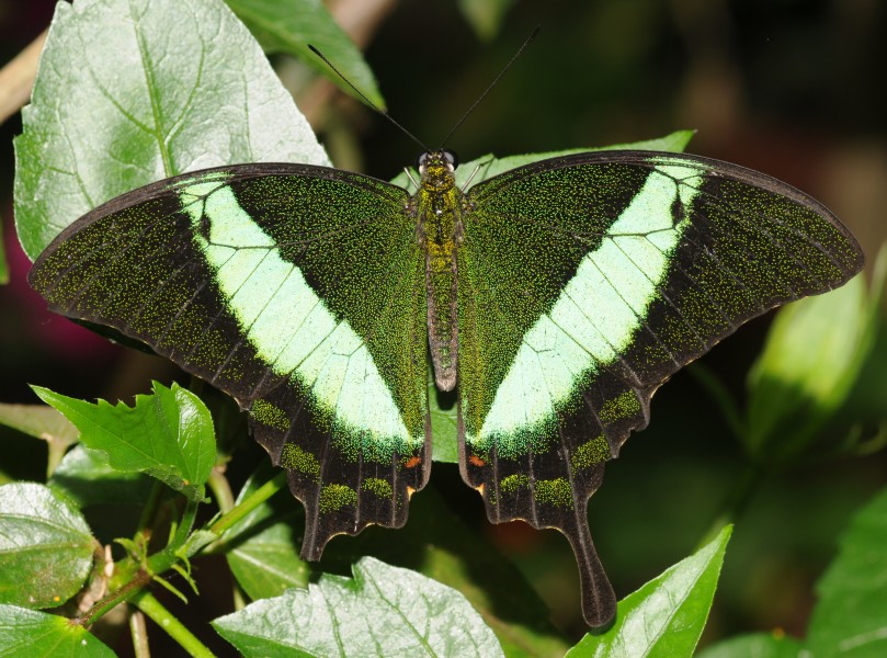 Papilio palinurus (1)