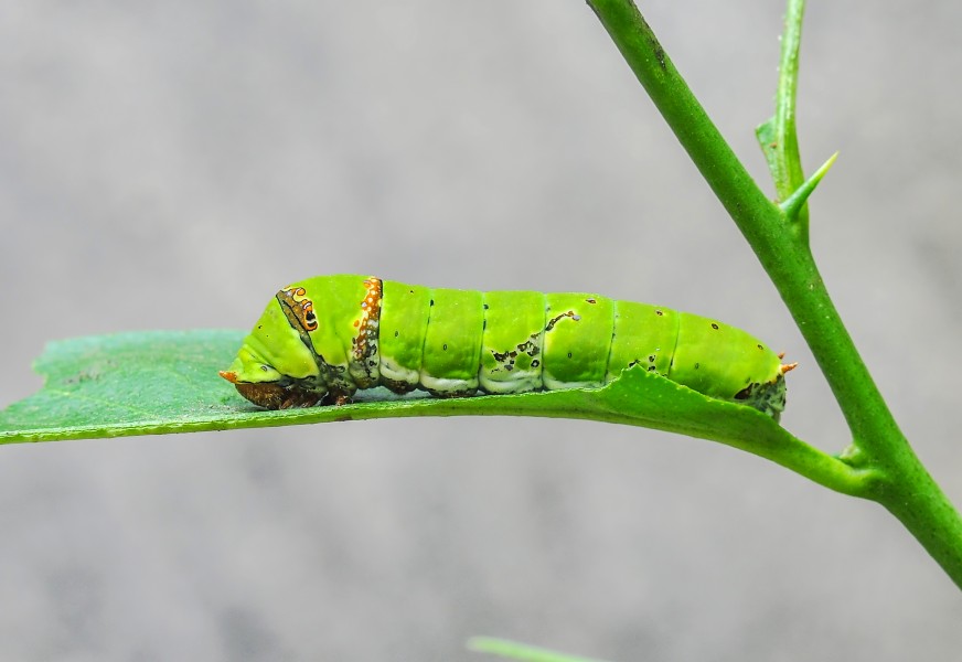 Papilio Polyetes 08062012 (4)