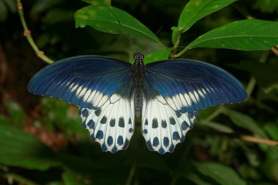 Papilio polymnestor-Kadavoor-2016-07-27-001