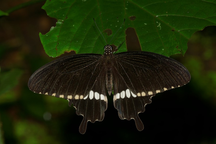Papilio polytes-Kadavoor-2016-07-05-001