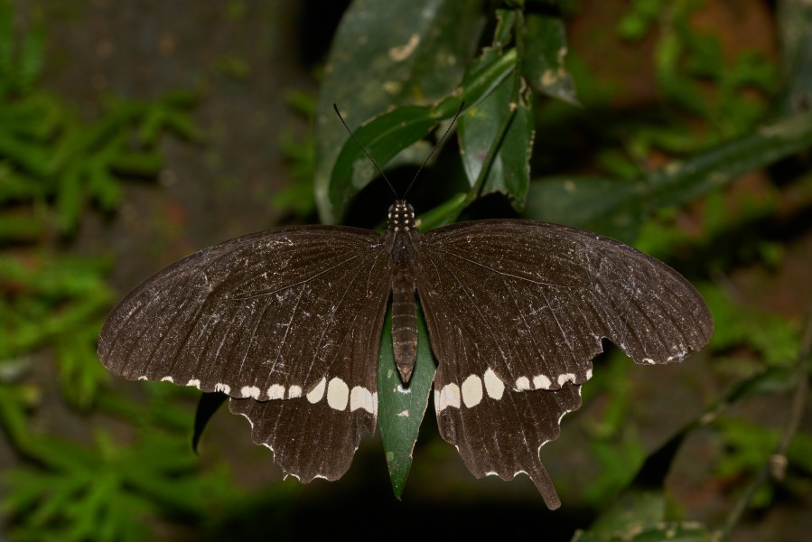 Papilio polytes-Kadavoor-2016-11-06-001