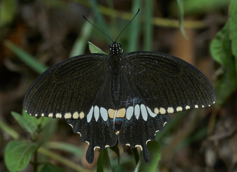 Papilio polytes-Thekkady-2016-12-02-001