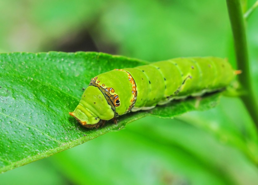 Papilio Polytes 08062012 (6)