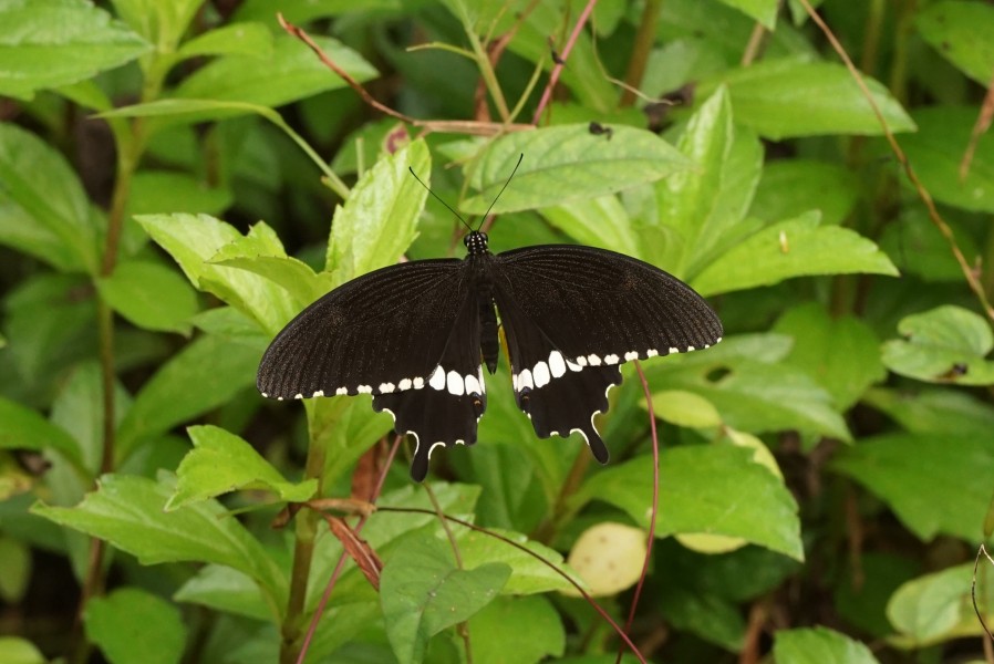 Papilio Polytes male 05300