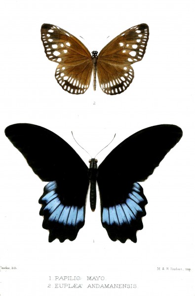 PapilioEuploeaCooke