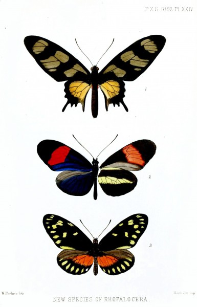 PapilioHeliconiusPurkiss