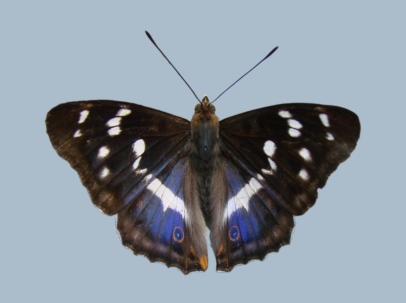 Papillon 010707