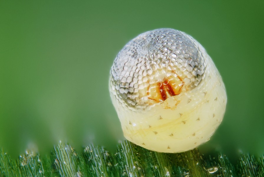 Pararge aegeria egg with embryo