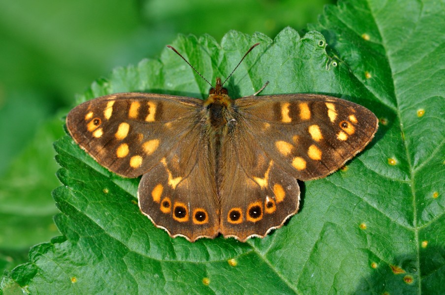 Pararge xiphioides qtl3