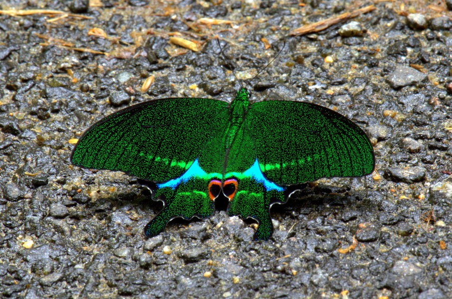 Paris Peacock by N.A. Naseer