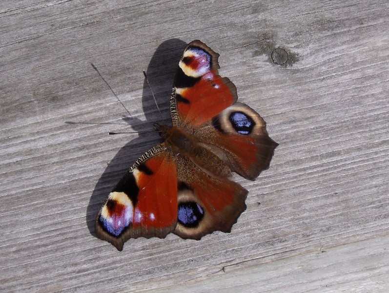 Peacock (Inachis io) (8094943351)
