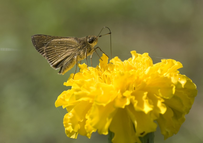 Pelopidas mathias2