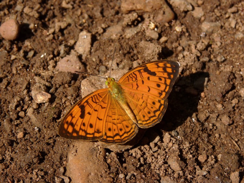 Phalanta alcippe at Nayikayam Thattu
