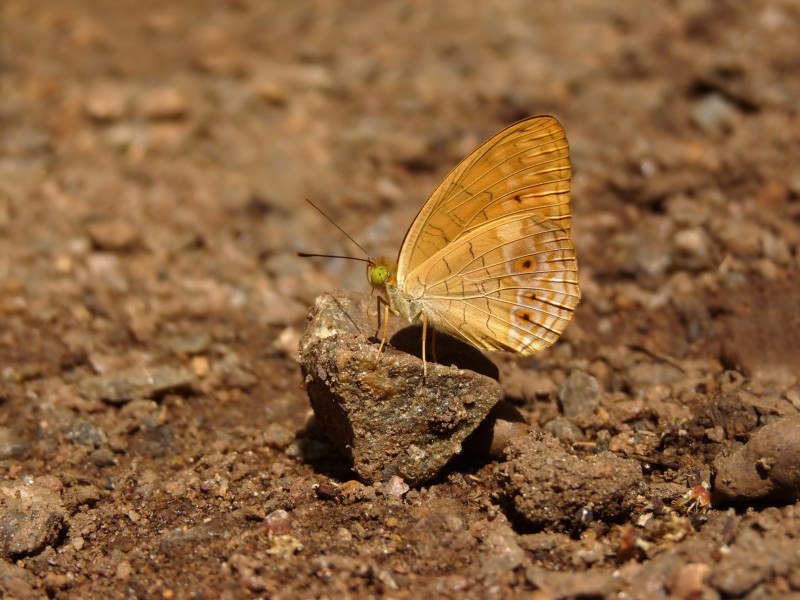 Phalanta alcippe by Nayikayam Thattu