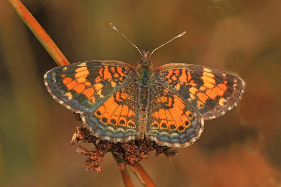 Phaon Crescent - Phyciodes phaon, Everglades National Park, Homestead, Florida - 16971931506