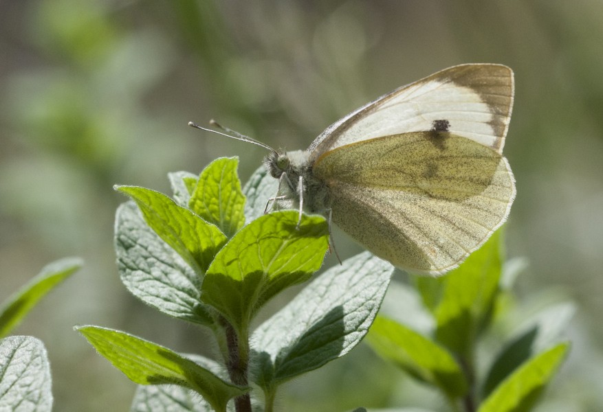 Pieris brassicae - Large White