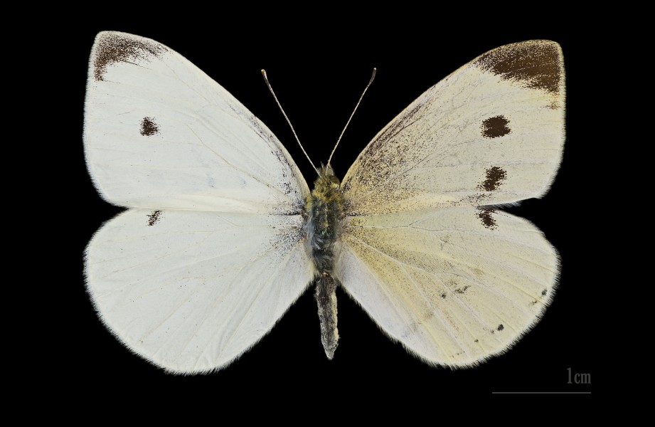 Pieris brassicae MHNT.CUT.2012.0357 Claix (Isère) gynandromorphe