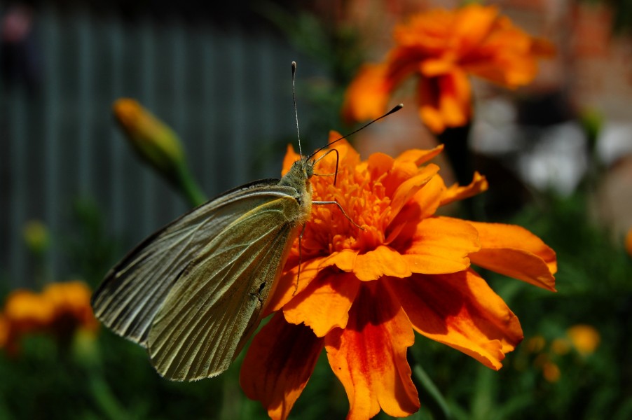 Pieris brassicae na kwiatku