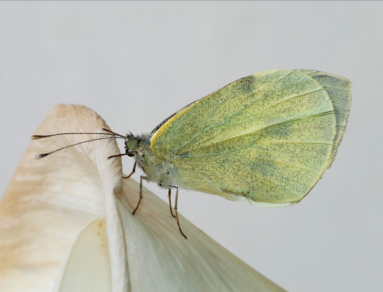 Pieris May 2012-1
