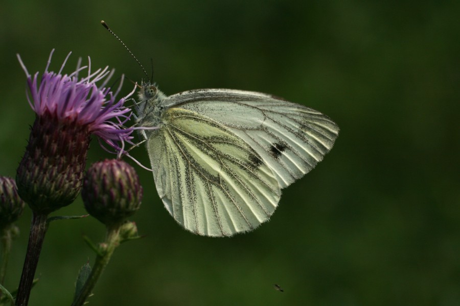 Pieris napi in Lill-Jansskgoen