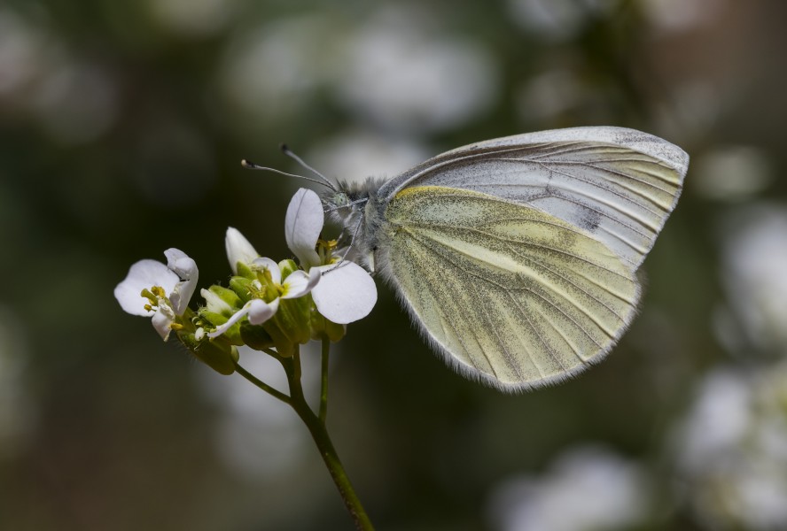 Pieris pseudorape - Yalancı beyazmelek 15
