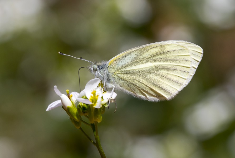 Pieris pseudorape - Yalancı beyazmelek 17