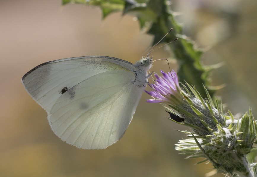 Pieris rapae - Küçük beyazmelek 09