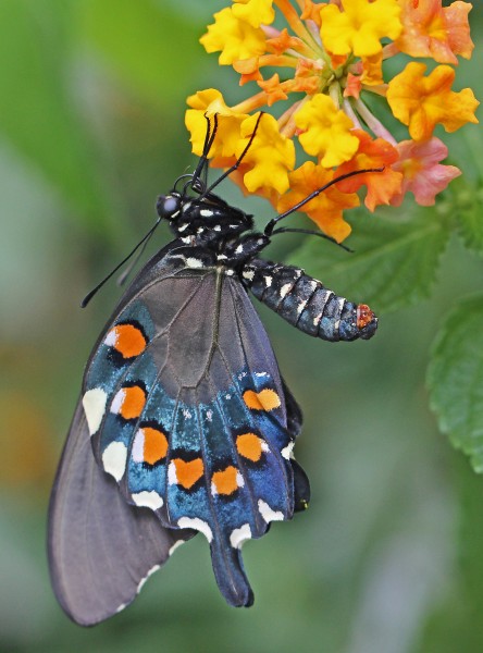 Pipevine Swallowtail - Battus philenor, Herndon, Virginia