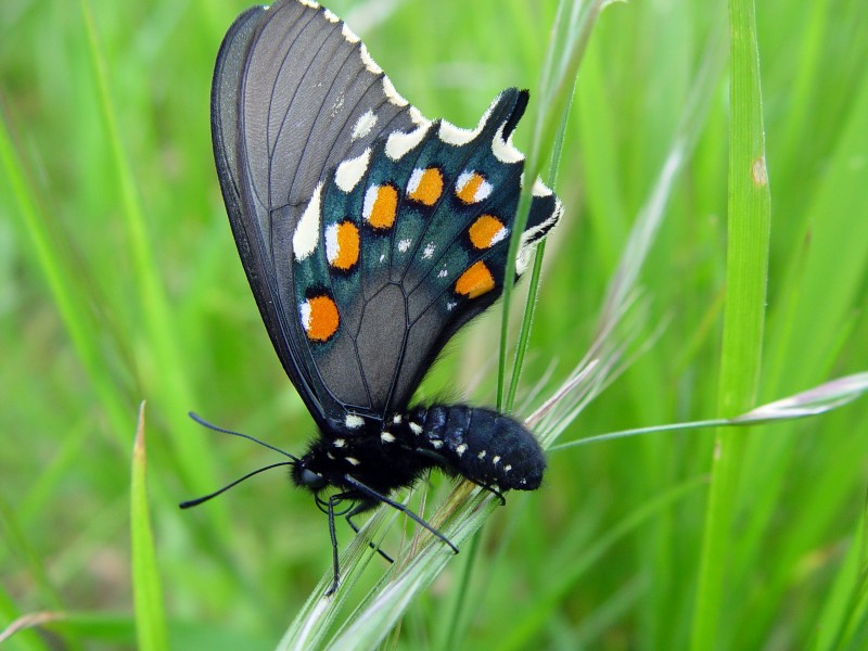 Pipevine Swallowtail (Battus philenor)