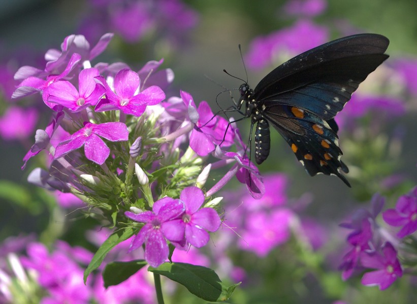 Pipevine Swallowtail (Battus philenor) butterfly