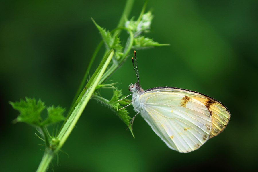 Plain orange tip
