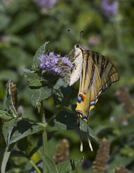 Podalirio (Iphiclides podalirius), Añón, España, 2012-08-27, DD 07
