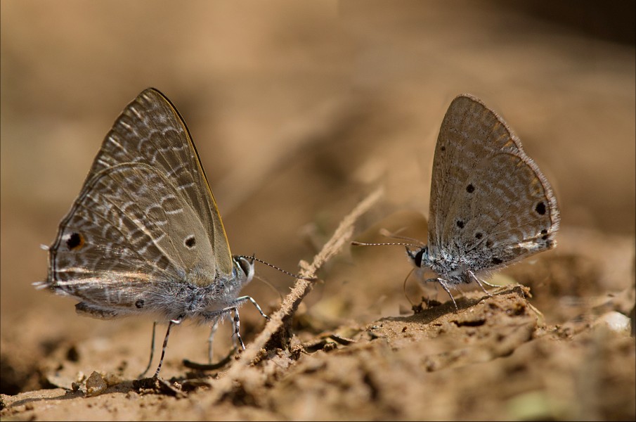 Pointed Cileate Blue and Brigh Babul Blue-Savan Durga 